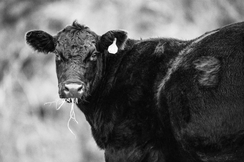 a black cow is seen in a black and white pograph