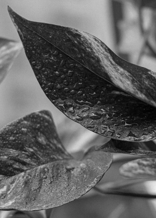 a close up of a black and white image of leaves