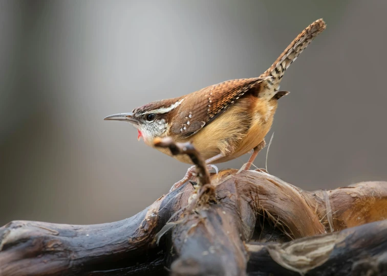 a small bird on a nch covered in water