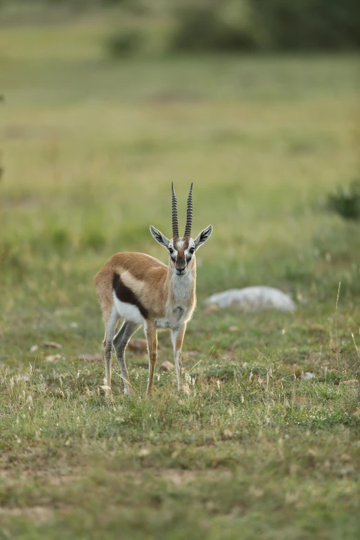 a antelope with curved horns and curved horns on it's back stands in a grassy field