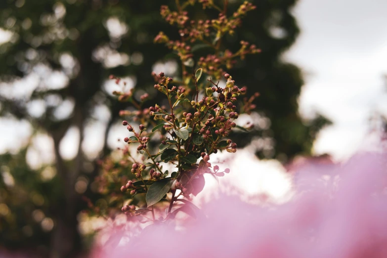 closeup of the small leaves and flowers on an apple tree