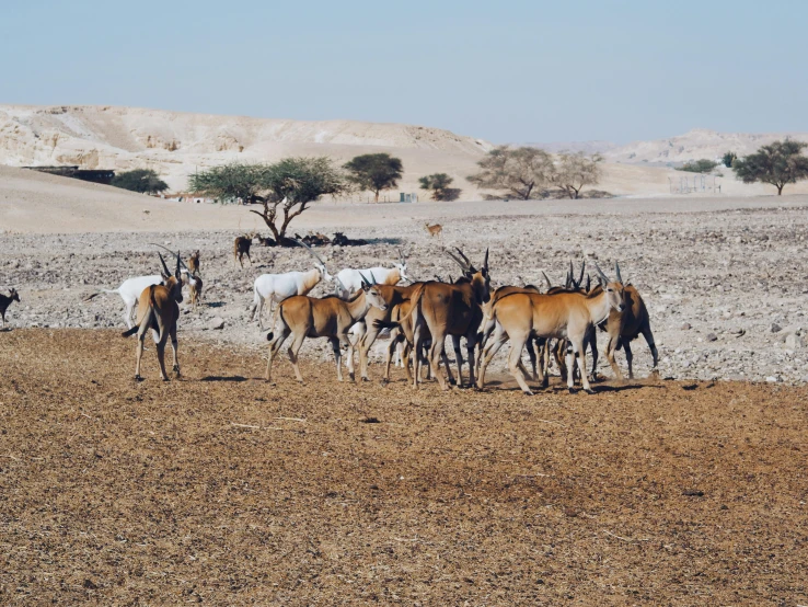 several goats walking together in a desert field