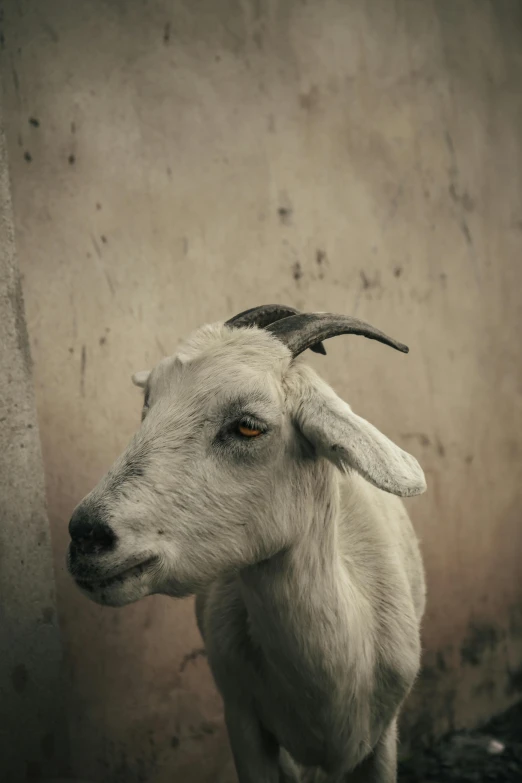 a white ram with long horns stands in front of a stone wall