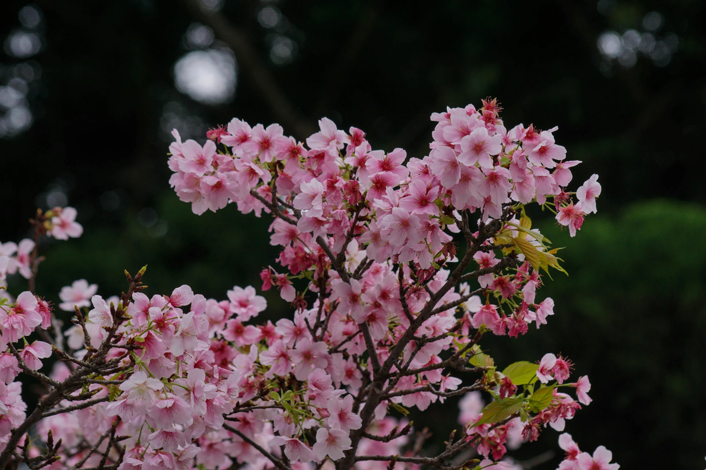 a tree has a lot of blossoms growing on it