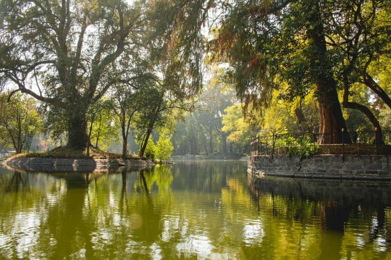 trees line the edge of a river near the shore