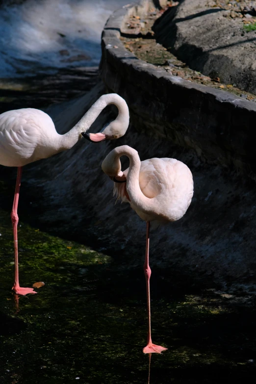 two birds are in a body of water near rocks