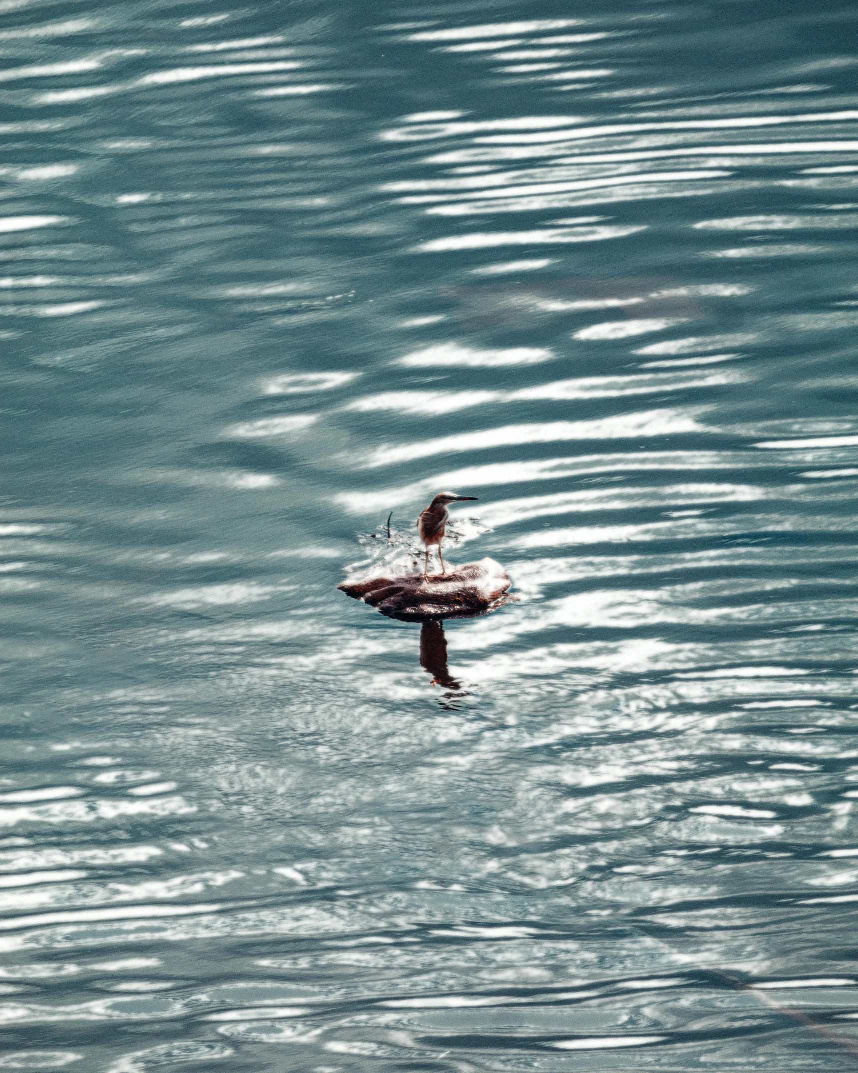 a bird flying on top of the ocean