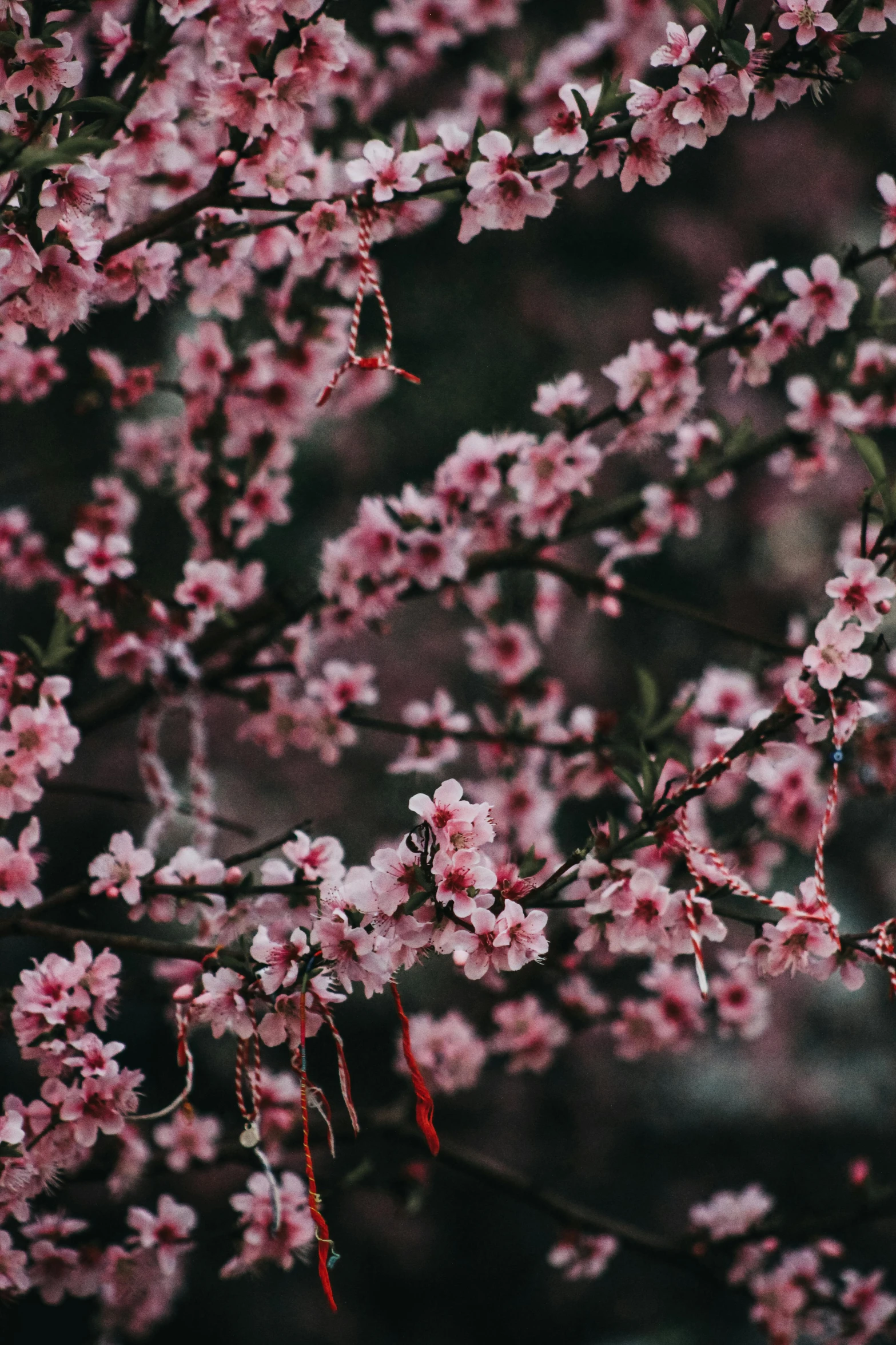 pink cherry blossoms on a tree in the dark