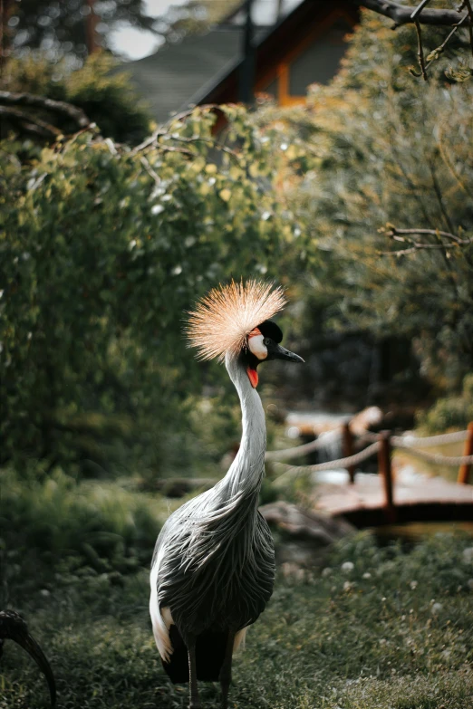 a bird with yellow feathers stands on the grass