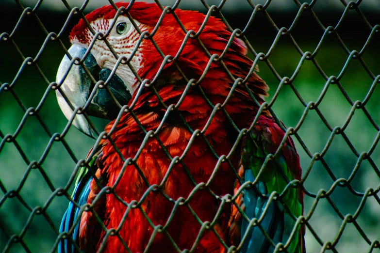 red and blue bird is on display in cage