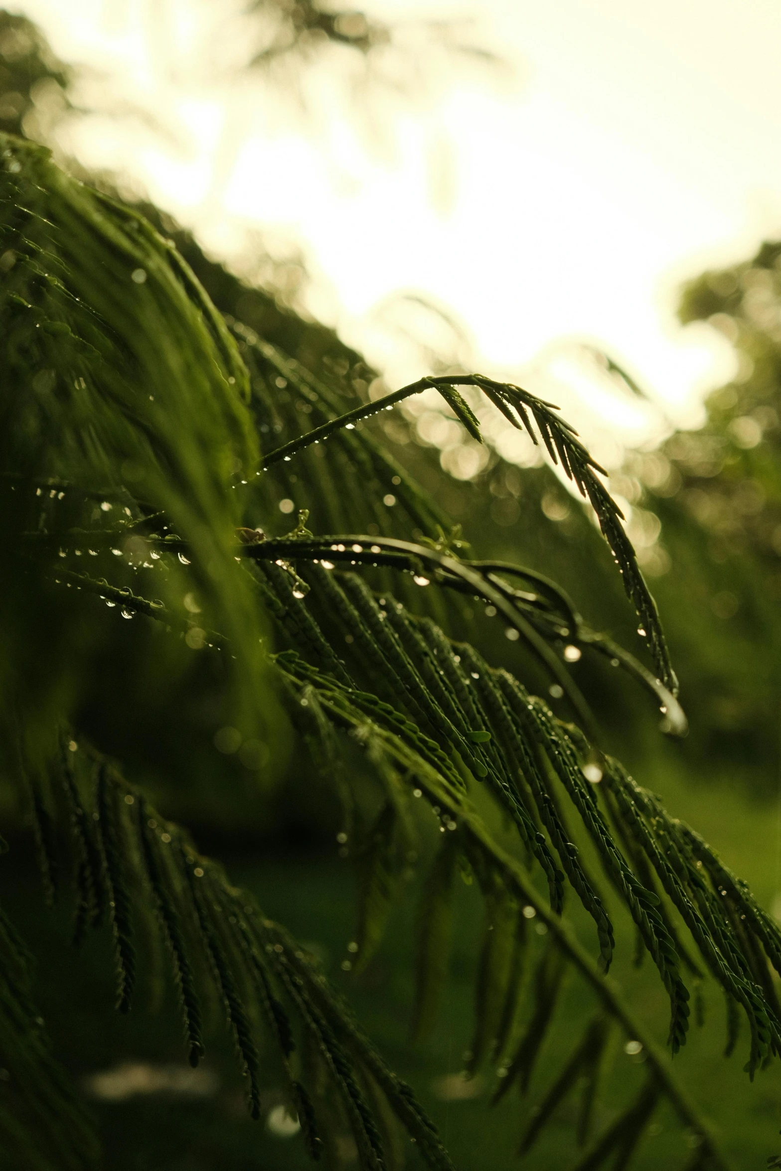 trees in a green field and water droplets
