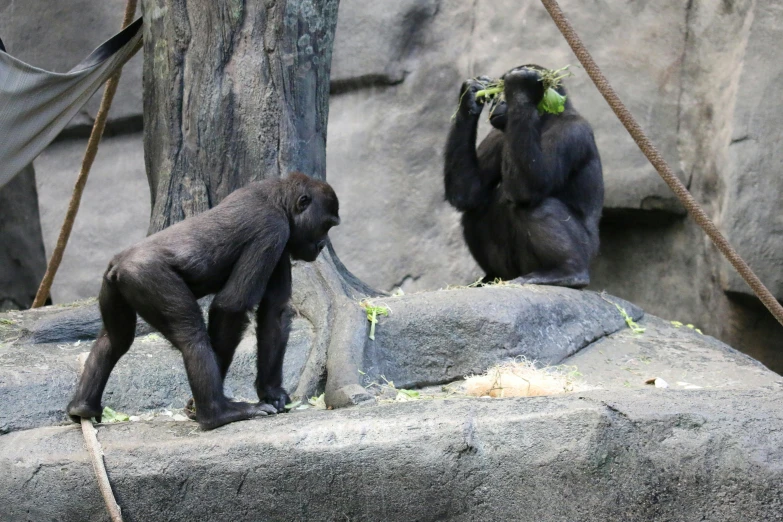 an adult gorilla and a baby are standing on rocks