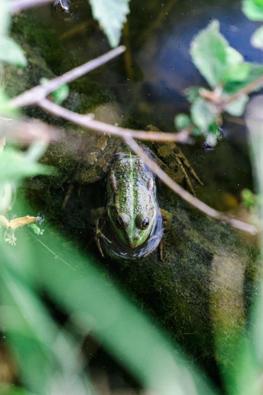 a frog is sitting in the water next to some plants