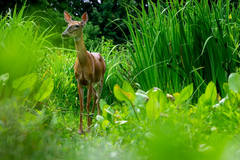 a small fawn standing in the tall grass of a green field