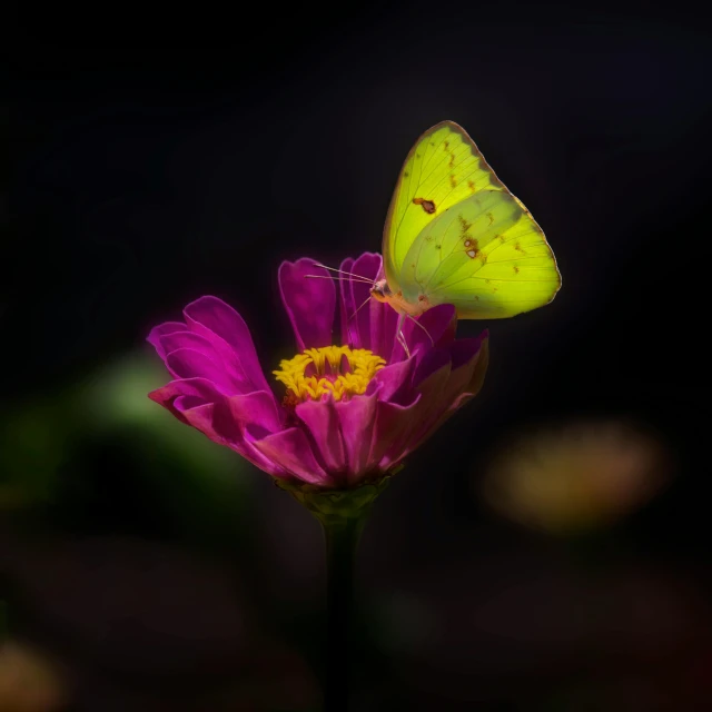 a erfly is resting on the top of a flower