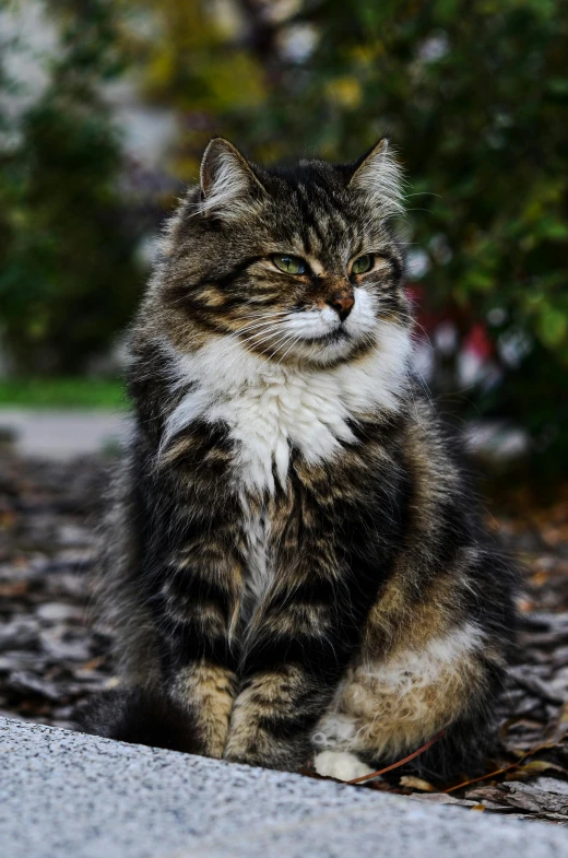 a furry cat with white and brown spots on its face