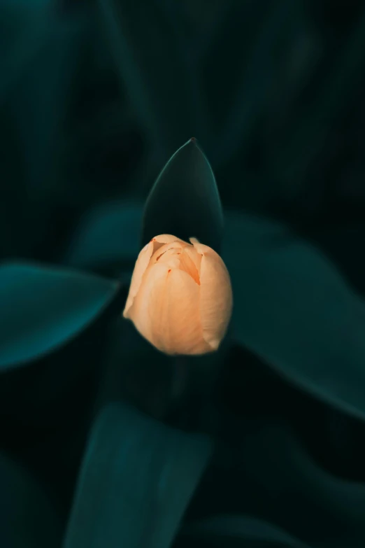 a single orange flower with green leaves