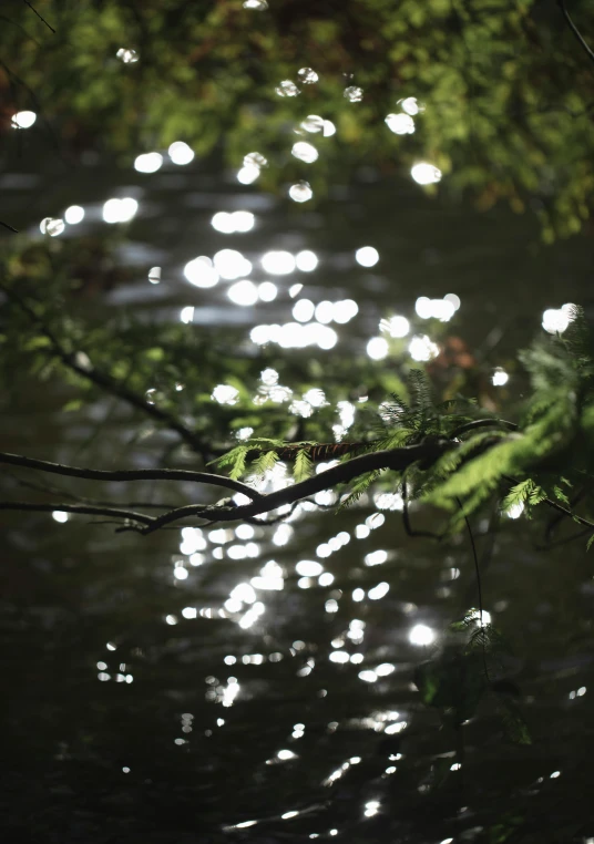 water that is near some trees in the dark