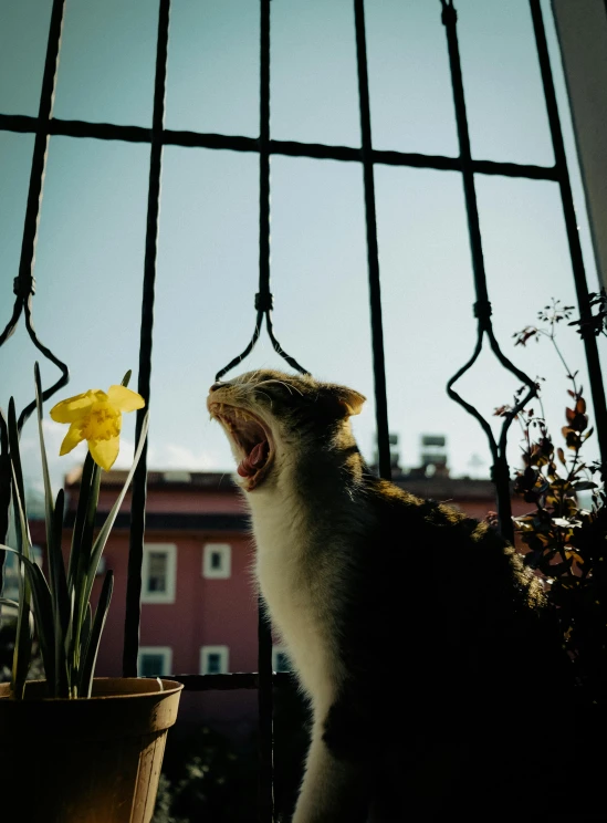 a cat sitting on a ledge and growling at the viewer