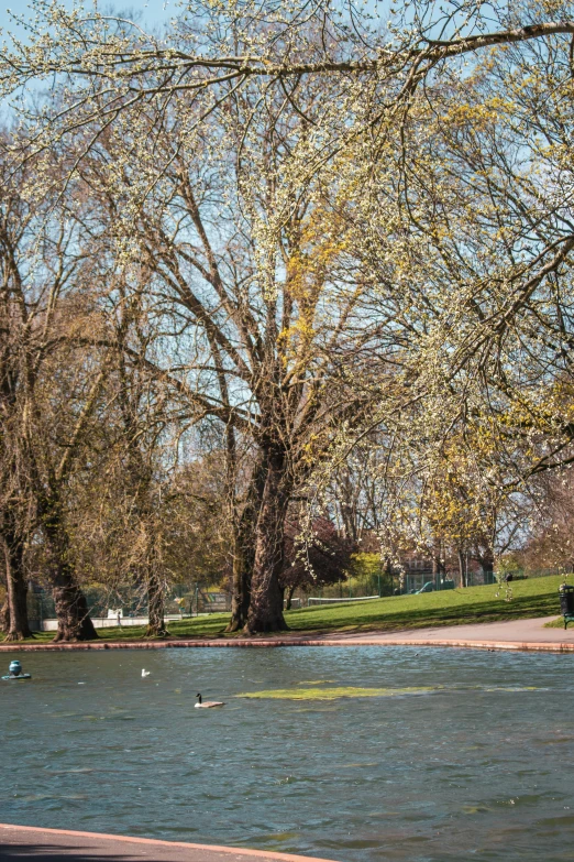 some birds and trees over the water