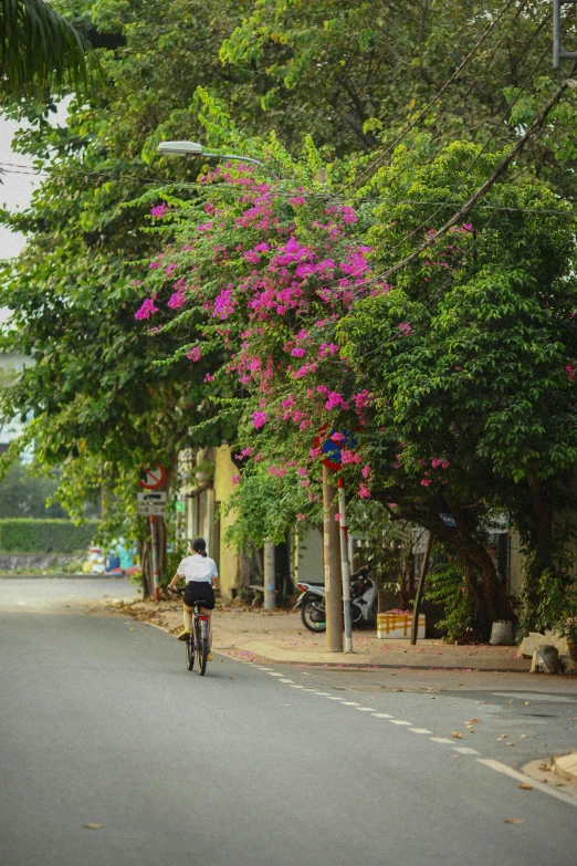 a person on a bicycle riding past trees and shrubs