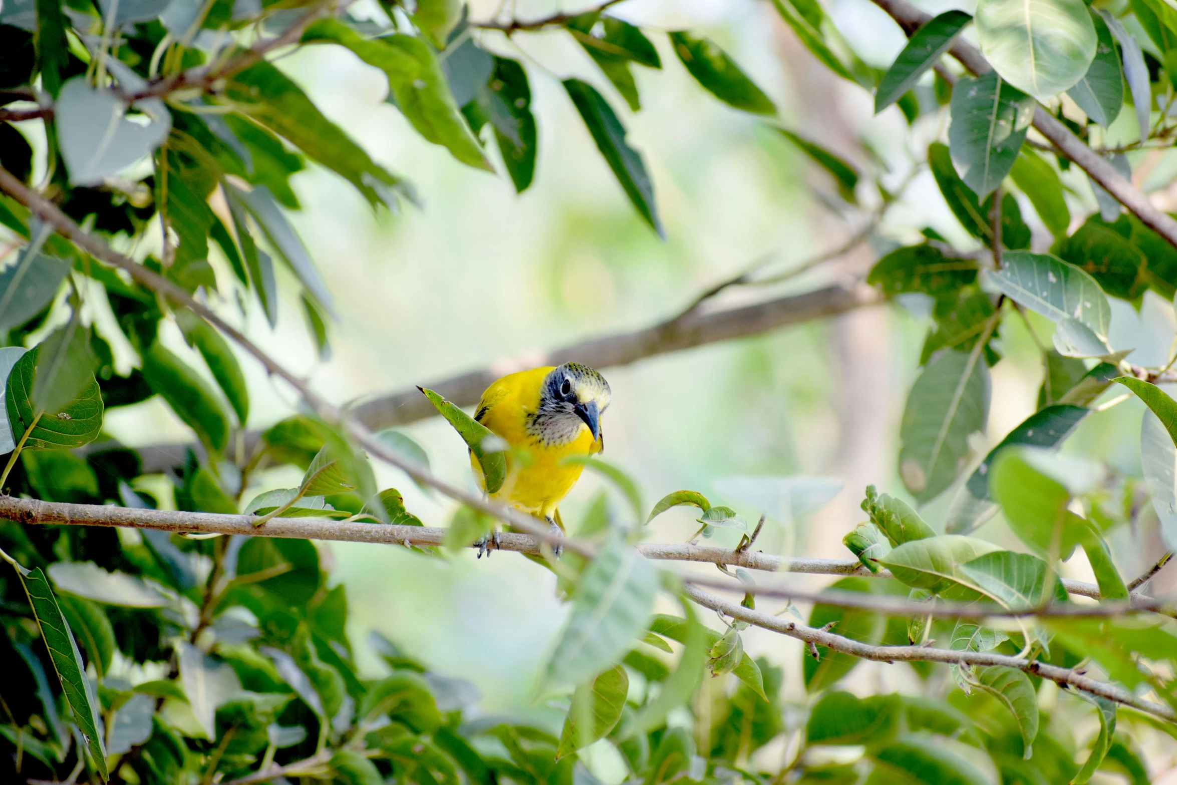 a bird is perched in the tree nches