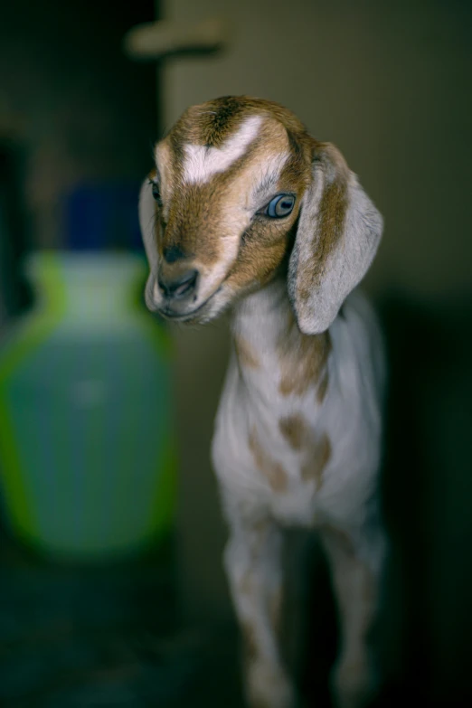 a small goat standing on top of a black floor