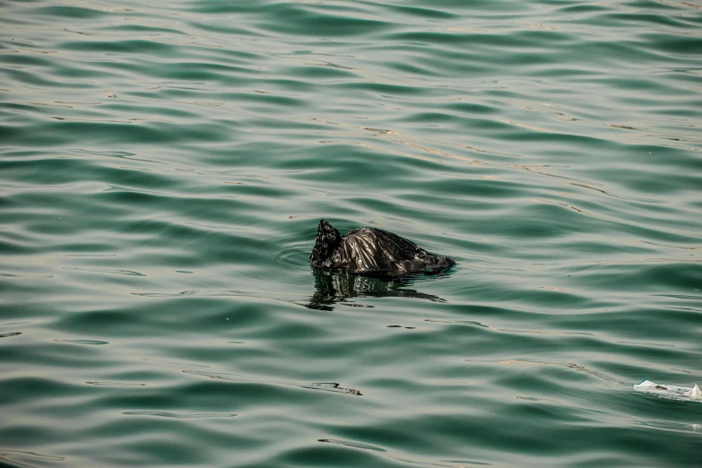 the large bird is swimming on the water