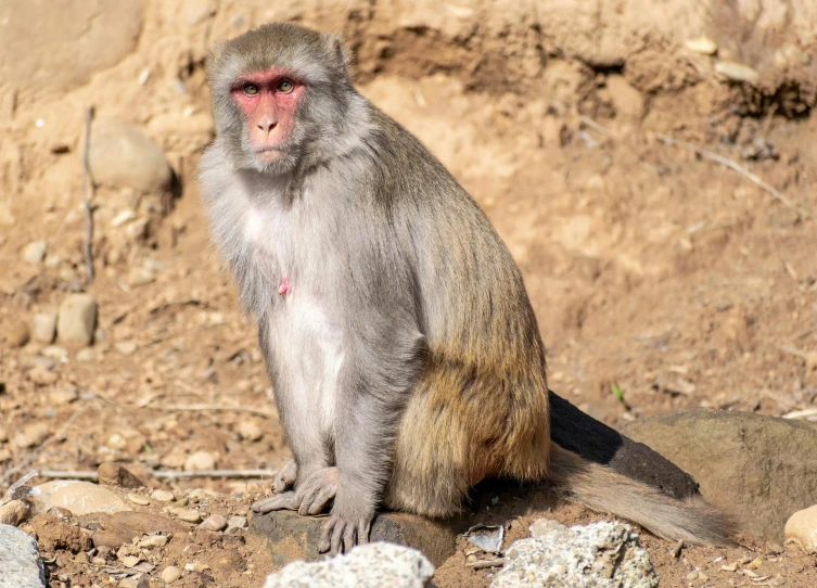 a monkey is sitting down on the rocks