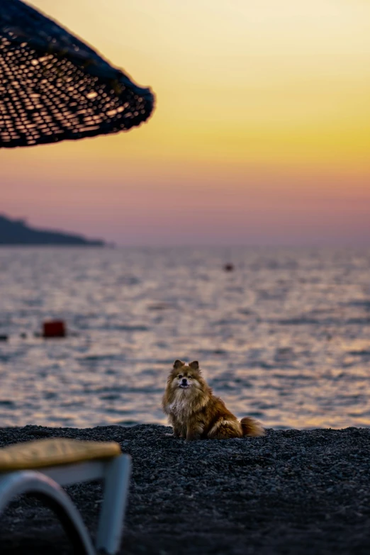 a dog sitting on top of a beach next to a chair