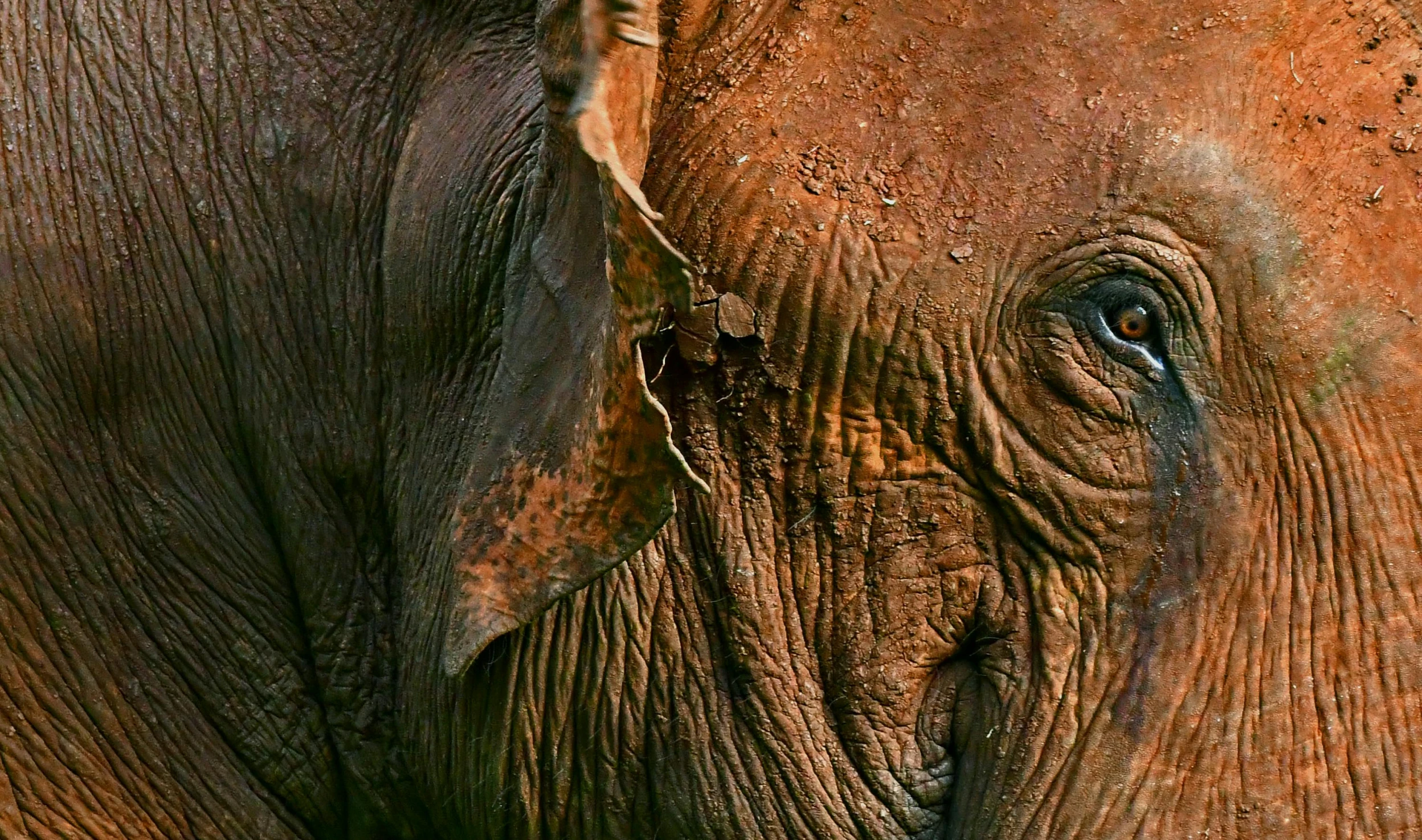 an elephant's tusks with wrinkles and brown paint