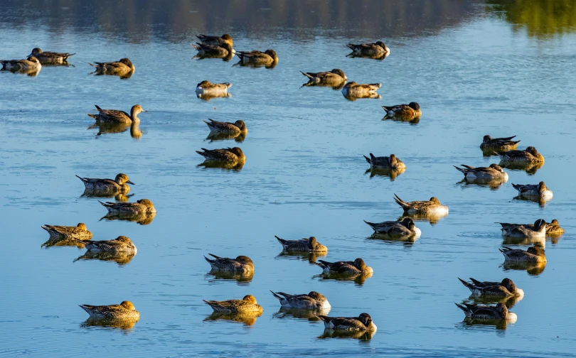 a herd of ducks standing in the water