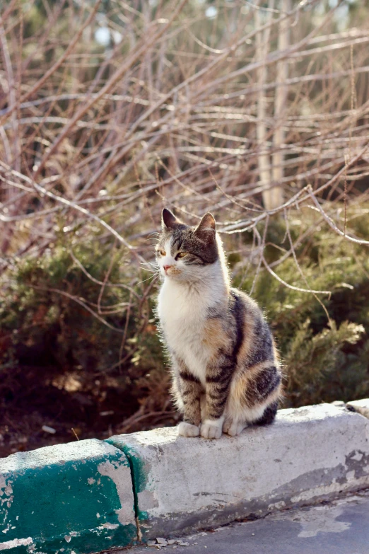 a cat sitting in the sunlight on a fence