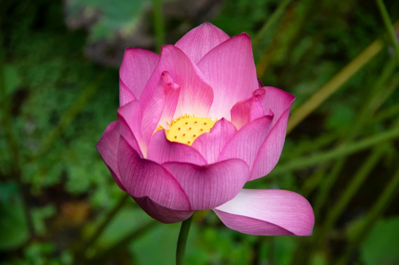 a flower in bloom in a field of grass