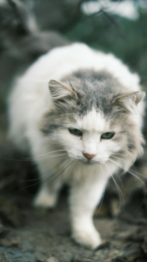 a gray and white cat walking on a tree