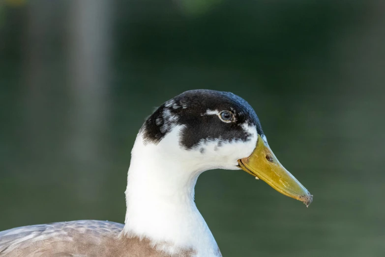 a duck with yellow beak standing in water