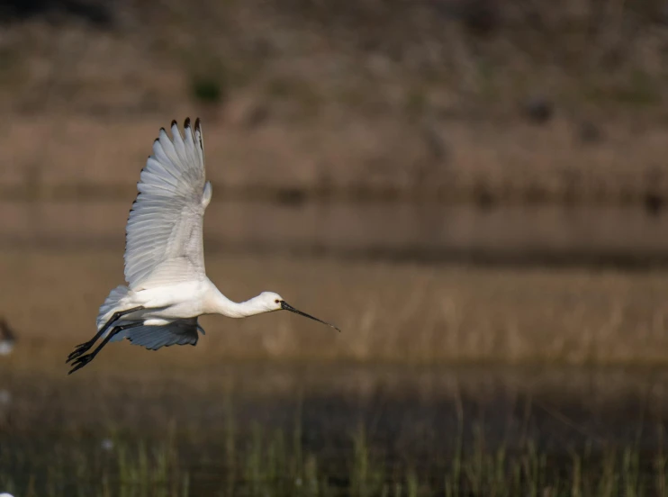 there is a white and gray bird flying in the air