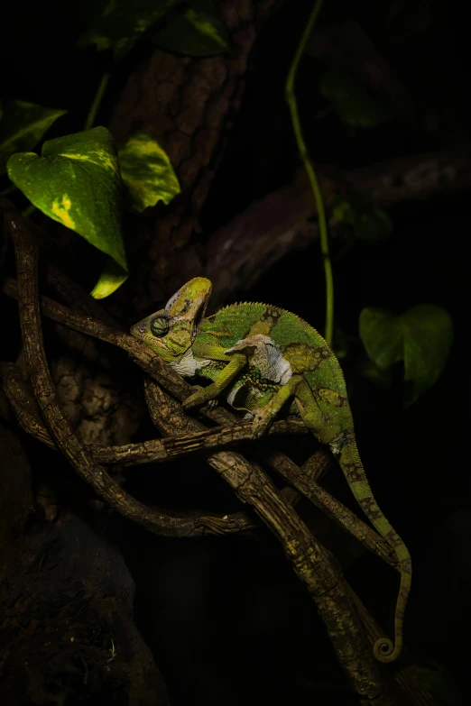 a small green lizard sitting on a nch