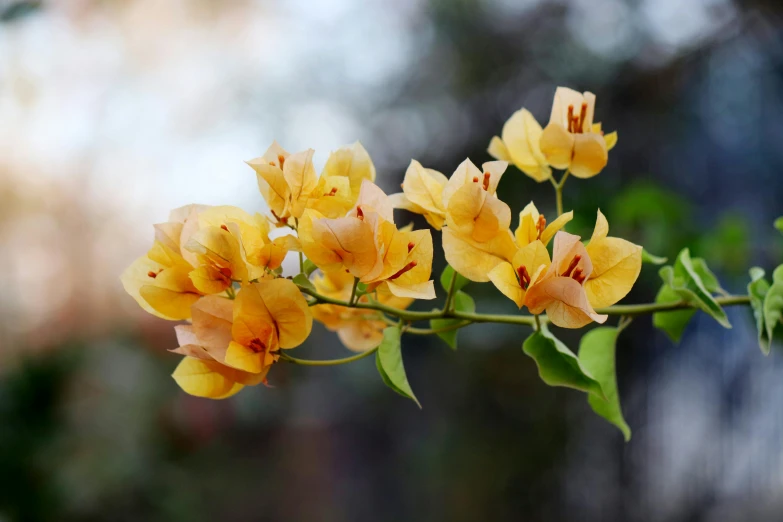 some yellow flowers in a vase outside