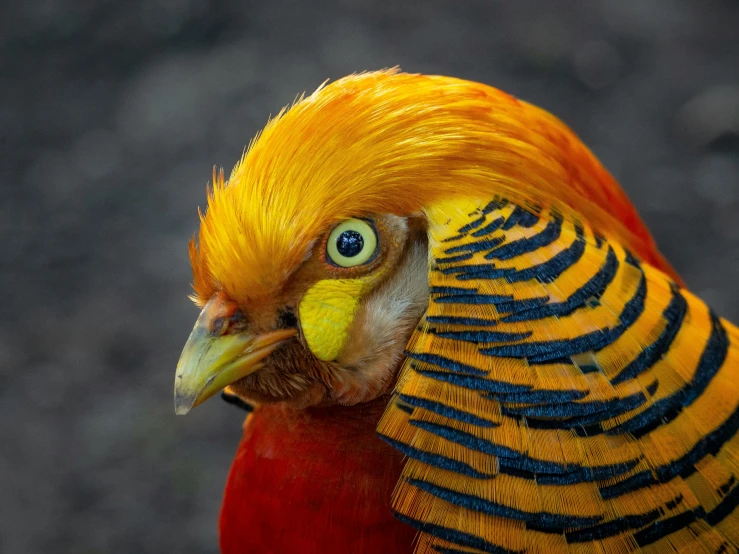 close up image of brightly colored bird on a rock