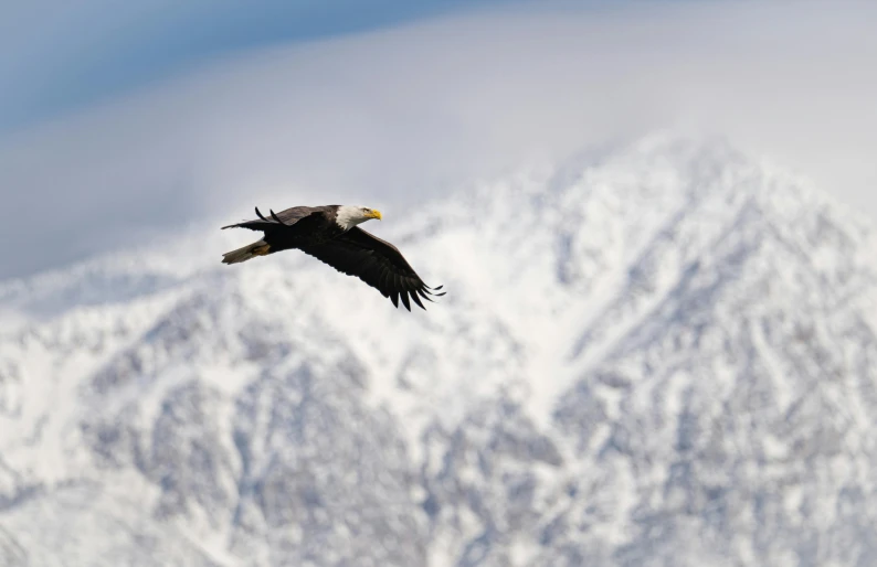 a bald eagle flies with its wings extended in front of mountains