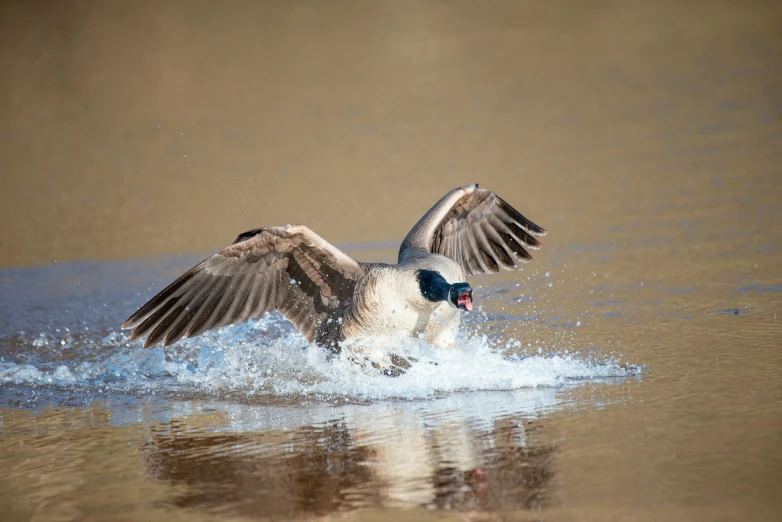 a duck with it's wings outstretched takes off from the water