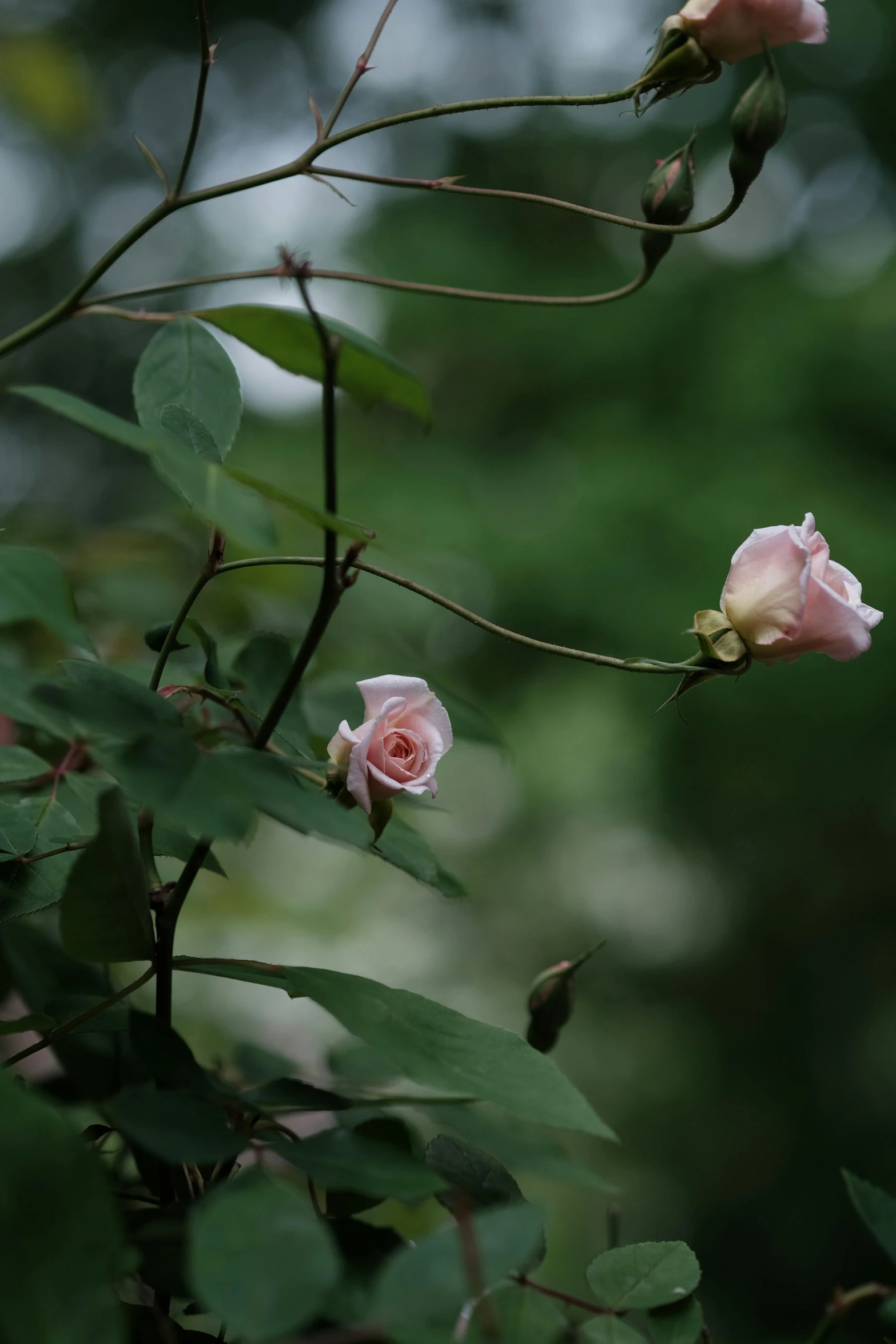 three small flowers sitting on a tree nch