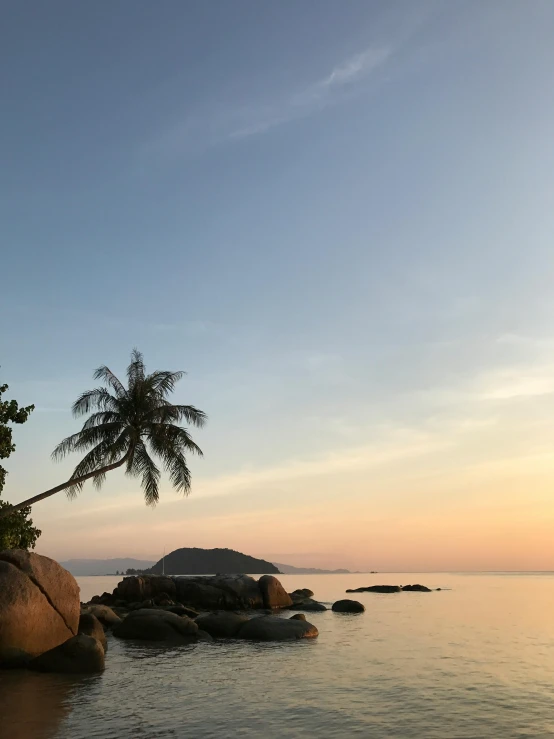 a rocky shore with two trees and a body of water