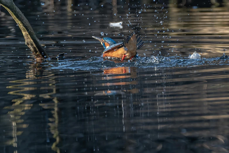 a bird diving in a pond during a rain shower