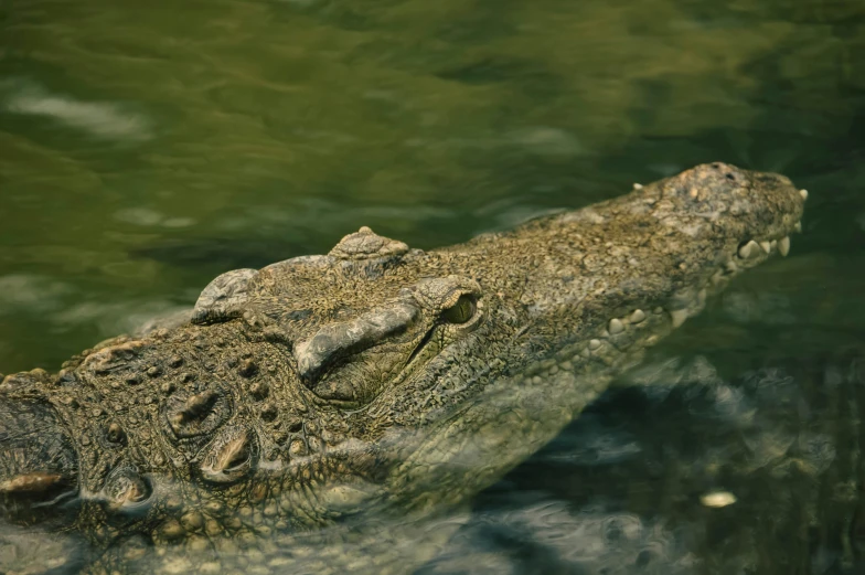 the crocodile is resting it's head on the edge of the water