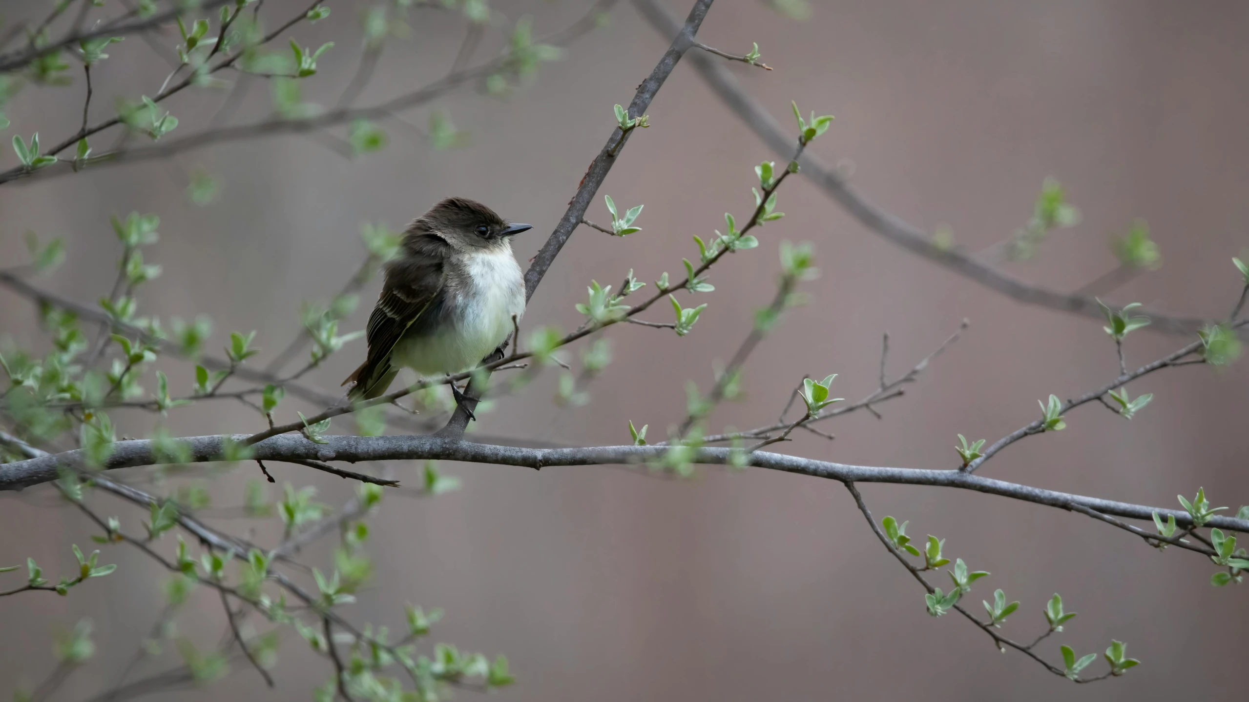 a small bird sitting on top of a tree nch