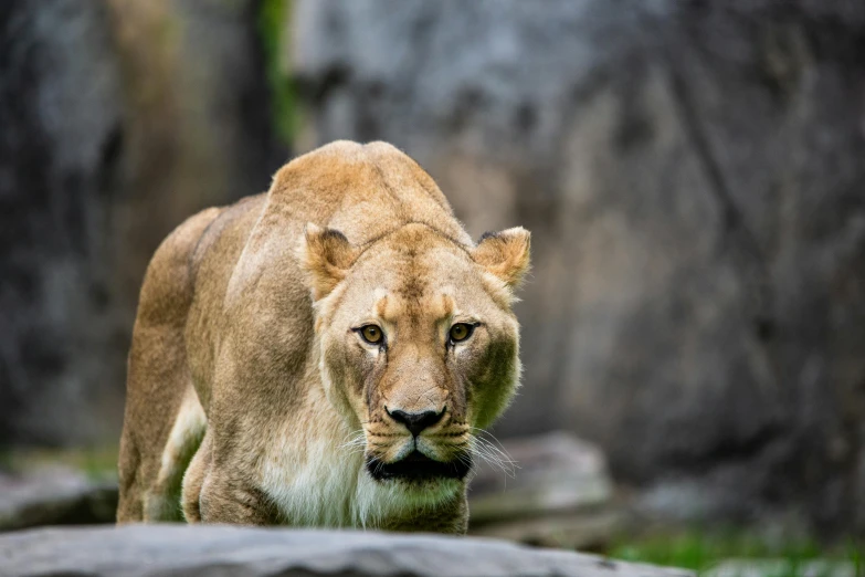 a lion walking in a zoo like environment