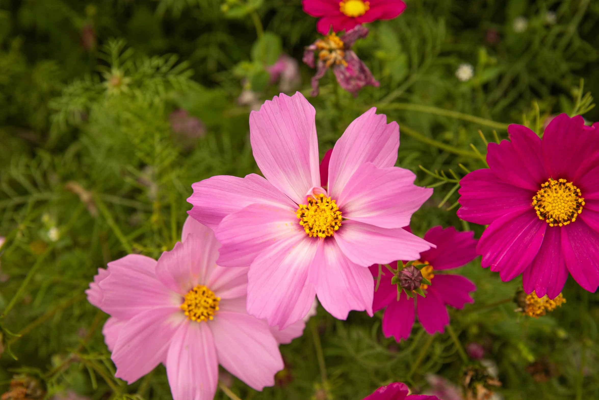 a closeup po of purple and yellow flowers