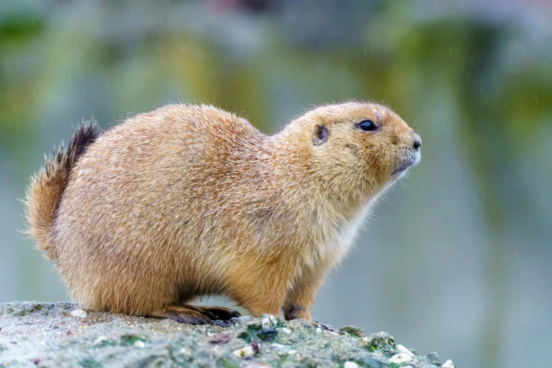 a small rodent sitting on a rock and looking up at soing